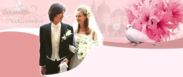 Kontaktseitenstartbild von Hochzeitstauben Dresden